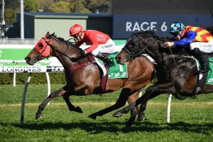 Redzel, above winning the 2019 Concorde Stakes, will be right at home a rain affected track in The Shorts at Randwick. Photo by Steve Hart. 