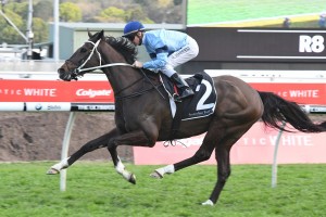 Libran, above, carries the top weight in the 2018 Queen Elizabeth Stakes at Flemington. Photo by Steve Hart.