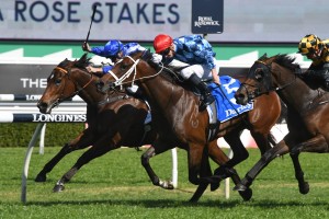 Funstar, above with the red cap, gets the judge's decision in a tight three way photo finish in the Tea Rose Stakes at Randwick. Photo by Steve Hart.