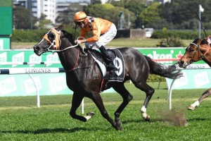 Ace High, above, could give Damien Oliver his fifth win in the Caulfield Cup at Caulfield. Photo by Steve Hart.