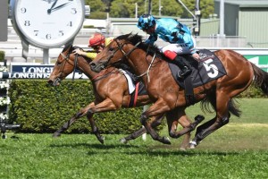 Dubious, above in the aqua colours, has drawn a nice barrier in the 2019 Winterbottom Stakes at Ascot in Perth. Photo by Steve Hart.