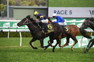 Brutal, above in blue and gold colours, drew the outside barrier in the 2019 Golden Eagle at Rosehill. Photo by Steve Hart.