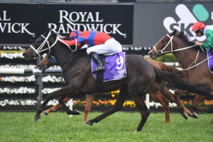 Verry Elleegant, above, heads up Chris Waller's nominations for the 2020 Cox Plate at The Valley. Photo by Steve Hart.