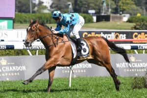 Doubt Defying, above, is returning to Randwick to run in the 2018 Villiers Stakes. Photo by Steve Hart.