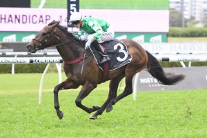 Jockey Regan Bayliss, above, will ride Ventura Storm in the 2018 Caulfield Cup at Caulfield. Photo by Steve Hart.