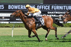 Jockey Glyn Schofield is happy to let Sir Plush, above, stroll to the front in the 2019 Gosford Gold Cup at Gosford. Photo by Steve Hart. 