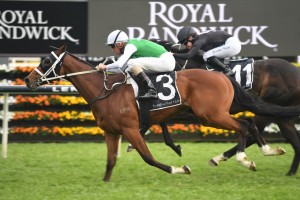 The Inevitable, above, secures a spot in the Golden Eagle with his win in the Silver Eagle at Randwick. Photo by Steve Hart. 
