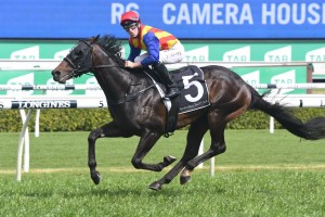 Pierata, above, won a Warwick Farm barrier trial in preparation for The Everest 2019 at Randwick. Photo by Steve Hart. 