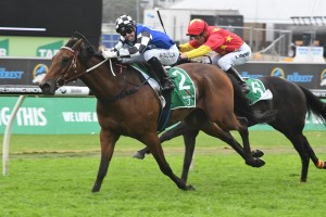 Big Duke, above, has drawn the outside barrier in the 2019 Sydney Cup at Randwick. Photo by Steve Hart. 