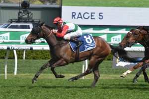 Handle The Truth, above. wins the Kosciuszko at Randwick. Photo by Steve Hart.