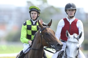 Jockey Jason Collett, above, rides I'm Pretty Strong in the Benchmark 78 Handicap at Randwick. Photo by Steve Hart.