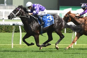 Accession, above, finished second as favourite to Stronger in the Ken Russell Memorial Classic at the Gold Coast. Photo by Steve Hart. 