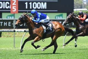 Savatiano, above, was the winner of the Grinders Coffee Roasters Stakes at Eagle Farm. Photo by Steve Hart.