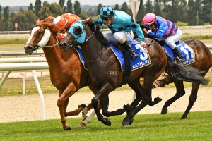 Euphoric Summer, above in orange colours, is numbe one in the order of entry fpr the 2020 Magic Millions 2yo Classic at the Gold Coast. Photo by Ultimate Racing Photos.