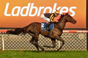 Nonconformist, above, will be set for the 2020 Caulfield Cup at Caulfield. Photo by Ultimate Racing Photos.