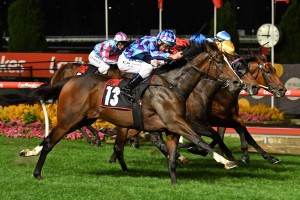 Princess Jenni, above in blue and purple colours, is the favourite for the 2019 Schweppes Oaks at Morphettville. Photo by Ultimate Racing Photos.