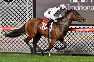 Sunlight, above, has drawn the outside barrier in the 2019 T J Smith Stakes at Randwick. Photo by Ultimate Racing Photos.