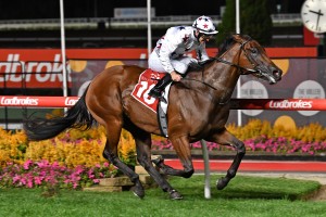 Sunlight, above, is in the early stages of her preparation for The Everest at Randwick. Photo by Ultimate Racing Photos.