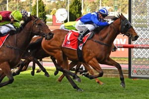 Faatinah, above in blue colours, has been well supported at double figures odds in the 2019 Manikato Stakes at The Valley. Photo by Ultimate Racing Photos.