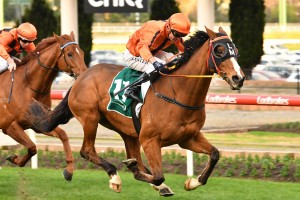 Gold Fields, above, is among the nominations for the 2019 Villiers Stakes at Randwick. Photo by Ultimate Racing Photos.