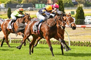 Tofane, above with yellow cap, is looking for a slot in The Everest 2020m at Randwick.
