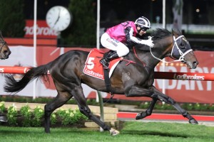 The Holy One, above, scored an all the way win in the 2019 Stutt Stakes at The Valley. Photo by Ultimate Racing Photos. 