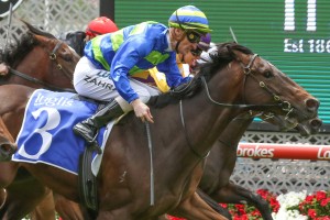 Ideas Man, above, is one of the top fancies for theeChairman's Stakes at Caulfield. Photo by Ultimate Racing Photos. 