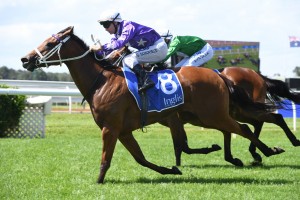 Fiesta, above, has drawn a wide barrier in the 2019 Surround Stakes at Randwick. Photo by Steve Hart.