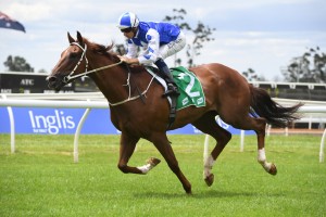 Noble Boy, above, is among the nominations for the 2020 Winter Challenge at Rosehill. Photo by Steve Hart.