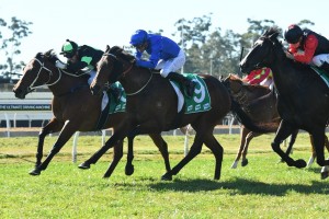 Manicure, above in the royal blue colours, is the favourite for the Magic Millions Fillies & Mares at the Gold Coast. Photo by Steve Hart.