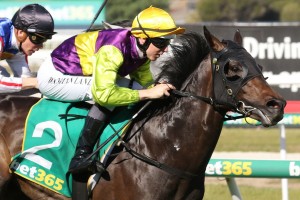 Long Jack, above, heads to the Victoria Derby after winning the Geelong Classic at Geelong. Photo by Ultimate Racing Photos.
