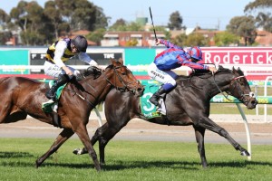 Prince Of Arran, above in blue and red colours, scores a tough win in the 2019 Geelong Cup at Geelong. Photo by Ultimate Racing Photos.