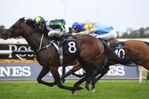 Brandenburg, above, is being set for the Winx Stakes at Randwick. Photo by Steve Hart.