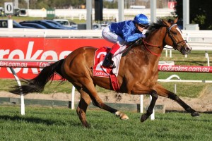Jockey Damian Lane will ride Hartnell, above, in the 2017 Melbourne Cup at Flemington. Photo by Ultimate Racing Photos.