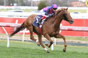 Vega Magic, above, is the odds on favourite for the 2017 Manikato Stakes at The Valley. Photo by Ultimate Racing Photos.