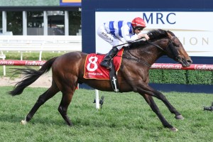 Harlem, above, is one of 4 runners for Lindsay Park in the Caulfield Cup. Photo by Ultimate Racing Photos.
