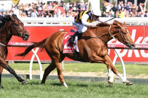 Gailo Chop, above, is set to take on Winx in the Ladbrokse Cox Plate at The Valley. Photo by Ultimate Racing Photos.