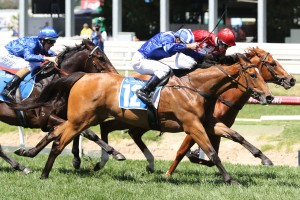 Qafila made an impressive start to her racing career in the Debutant Stakes. Photo by: Ultimate Racing Photos