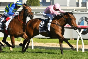 Formality, above, beats Jukebox in the Blue Sapphire Stakes at Caulfield. Photo by Ultimate Racing Photos. 