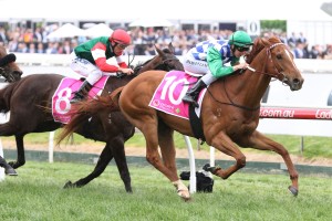 Kiwia, above, will now head to the Bendigo Cup after winning the Coongy Cup at Caulfield. Photo by Ultimate Racing Photos. 