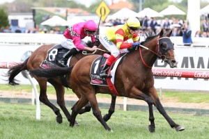 Snitzepeg was too good for his rivals in the Gothic Stakes. Photo by: Ultimate Racing Photos