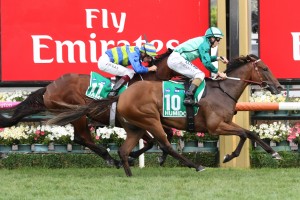 Humidor, above in green colours, will wear a tongue tie in the Caulfield Cup. Photo by Ultimate Racing Photos.
