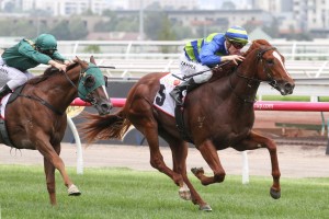 Seaburge, above in green and blue colours, will be lining up against Winx in the 2017 Ladbrokes Cox Plate at The Valley. Photo by Ultimate Racing Photos.  