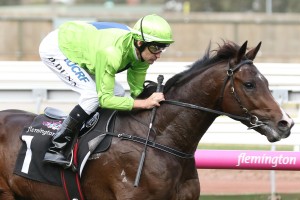 Royal Symphony, above, could be ridden closer to the speed in the Ladbrokes Cox Plate at The Valley. Photo by Ultimate Racing Photos. 