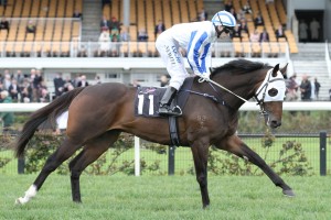 Hardham, above, will be suited by the track conditions and the distance of the Caulfield Cup. Photo by Ultimate Racing Photos.  