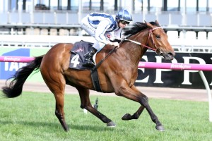 Amelie's Star, above, has drifted in the betting for the Caulfield Cup. Photo by Ultimate Racing Photos.