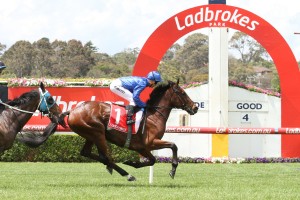 Qewy, above, is included in the final field for the 2017 Bendigo Cup at Bendigo. Photo by Ultimate Racing Photos.