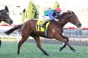 Bonneval, above, will have to undergo a vet's check before taking her place in the Caulfield Cup Field. Photo by Ultimate Racing Photos.   