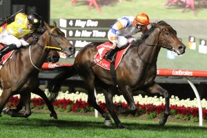 Hey Doc, above with orange cap, holds on to win the 2017 Manikato Stakes at The Valley. Photo by Ultimate Racing Photos.