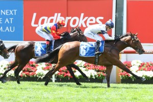 Setsuna, above, wins the first race on 2017 Ladbrokes Cox Plate Day at The Valley. Photo by Ultimate Racing Photos.